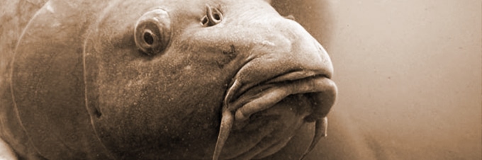 EtienneGebelHeader
