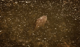 Photochromic Fishing Sunglasses: When Light Conditions Change