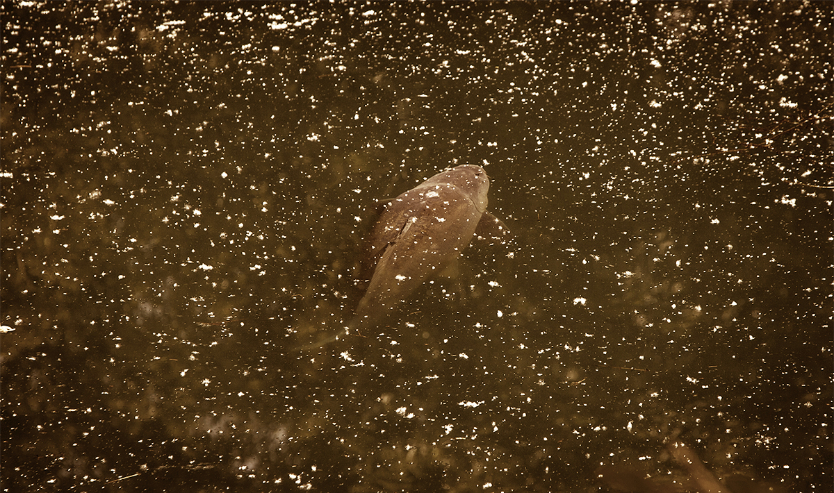 Fortis Eyewear SWITCH Polarised Fishing Sunglasses Fortis Eyewear SWITCH Polarised Fishing Sunglasses