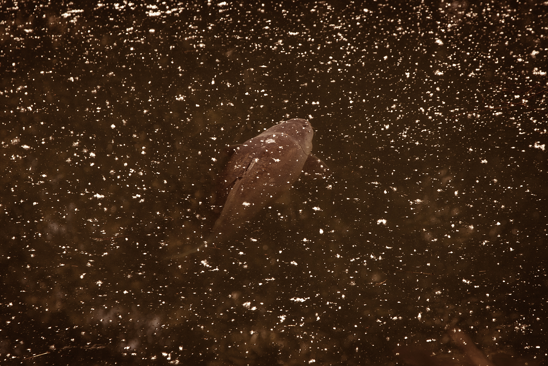 With Fortis Eyewear Brown 247 Lens Polarised Sunglasses