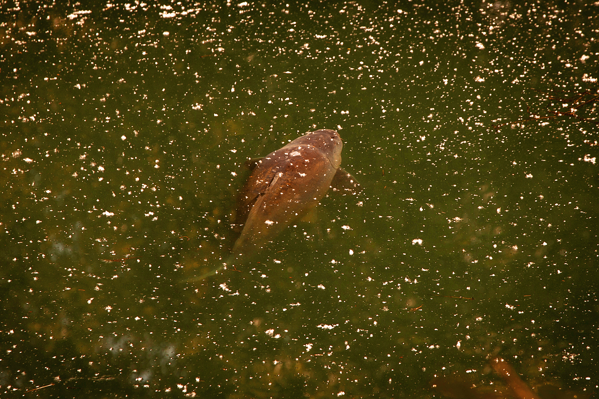 With Fortis Eyewear Amber AMPM Lens Polarised Sunglasses