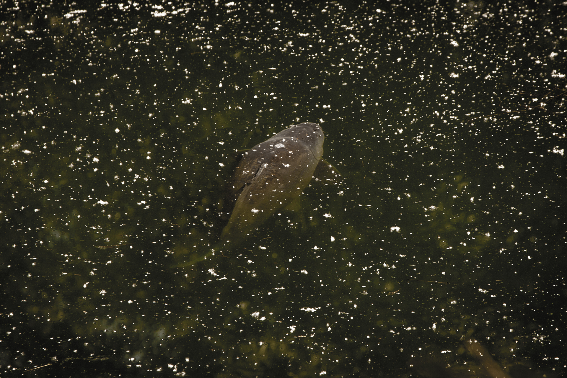 With Fortis Eyewear Grey Polarised Sunglasses