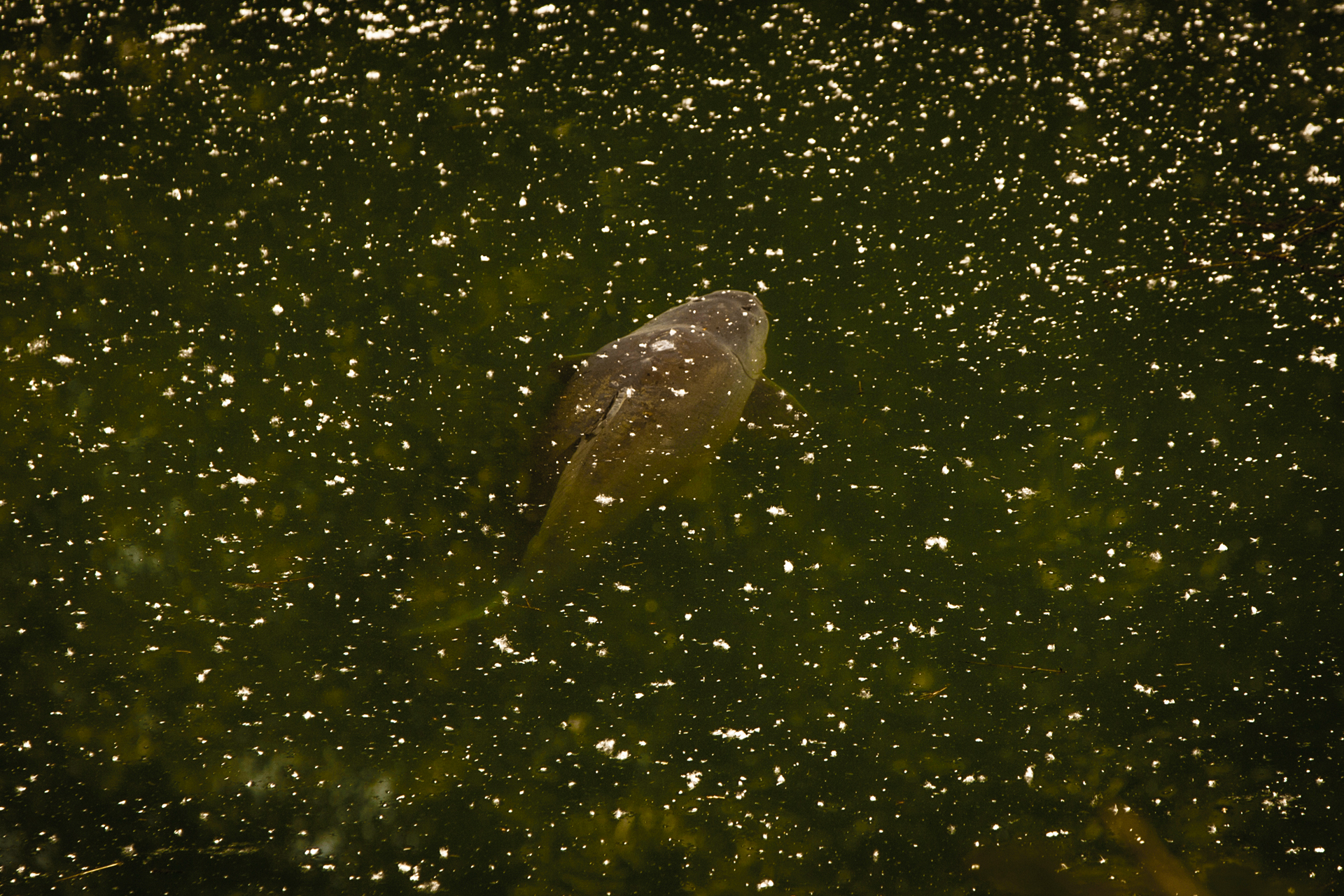 With Fortis Eyewear Junglist Green Lens Polarised Sunglasses