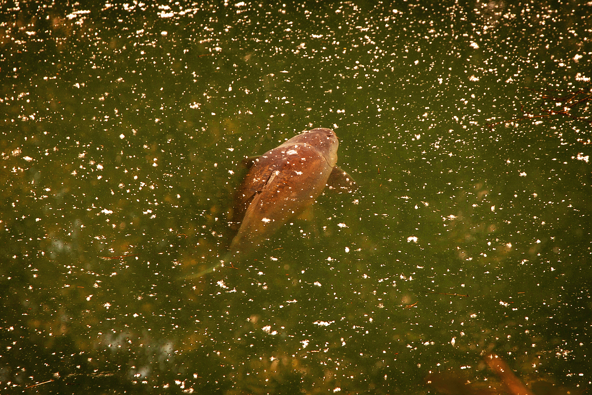 The benefits of polarised sunglasses for fishing