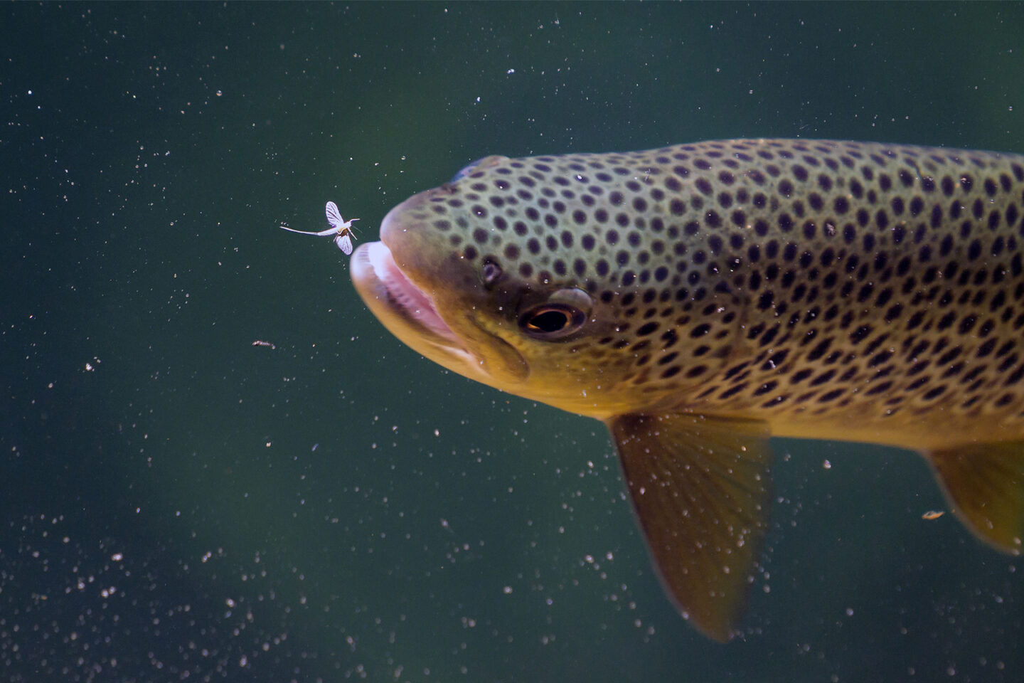 Fly Fishing Sunglasses | Enhance Your Fly Fishing Experience