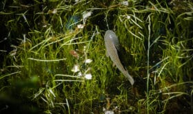 Polarised Phone Filters for Fishing: Film Through Glare