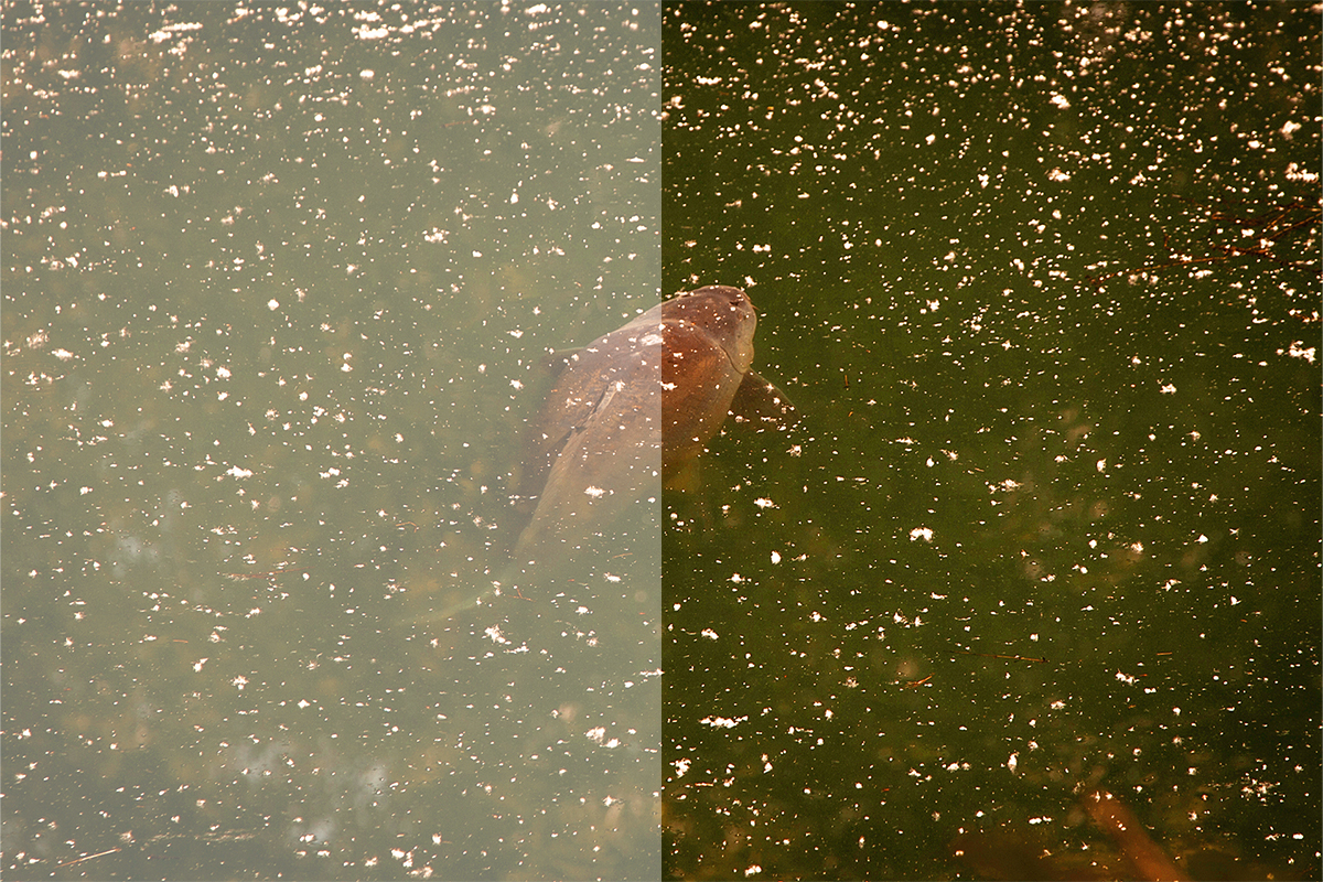 Fortis Amber AMPM Lens – Low Light Specialist Fortis Amber AMPM polarised lens comparison showing enhanced contrast and visibility in low-light fishing conditions.