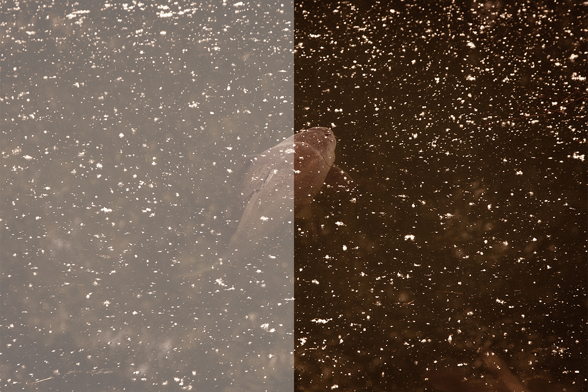 Fortis Brown 247 Lens – High Contrast Definition Fortis Brown 247 polarised lens comparison showing increased contrast and definition in bright and mixed-light conditions.