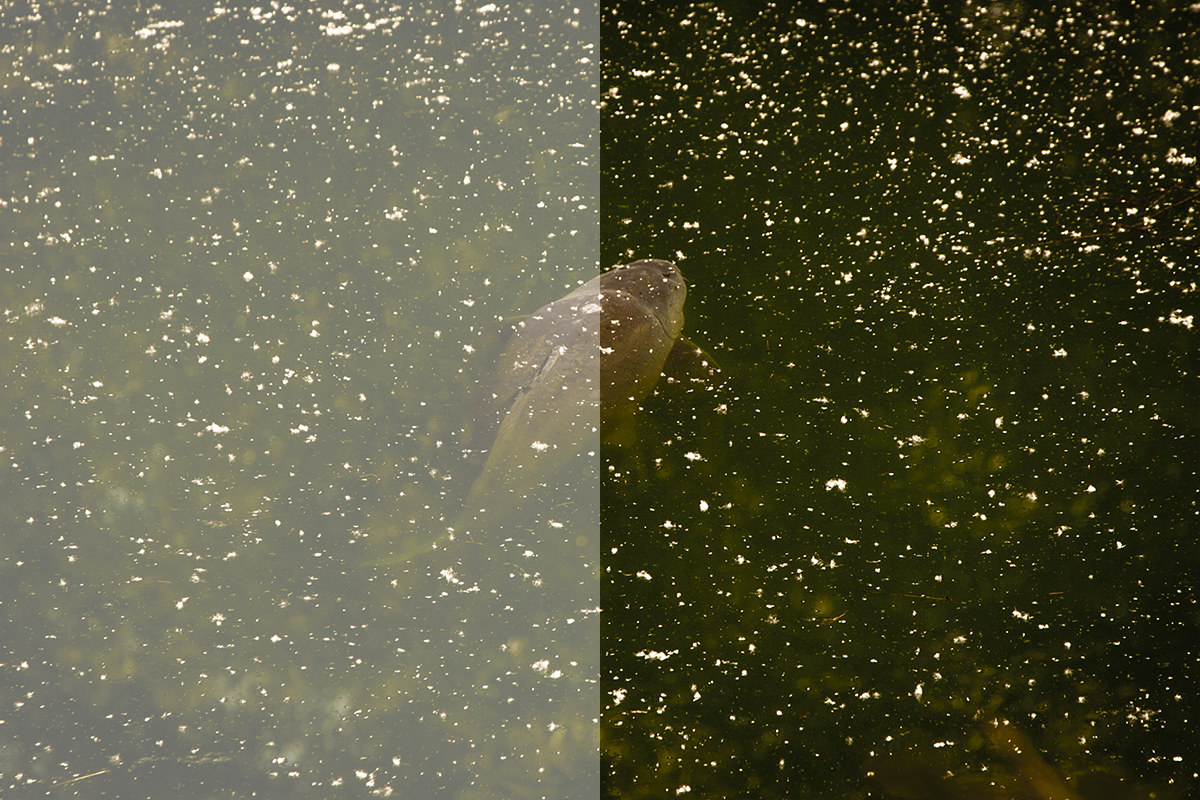 Fortis Green Lens – Natural Vision Fortis Green polarised lens comparison showing natural colour perception and balanced vision in clear water conditions.
